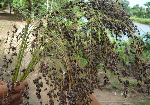 strange grass seeds abolished in Vietnam