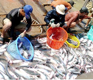 Vietnam’s fish sauce makers lack of material in distress