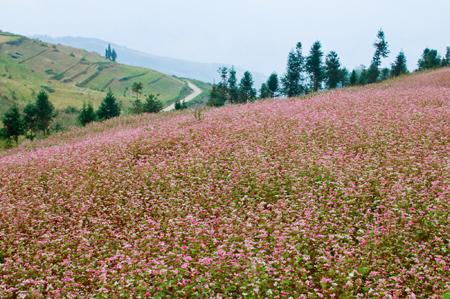 Buckwheat flower season in Ha Giang