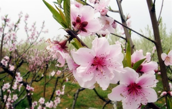 Gardener grafts peach trees for Tet