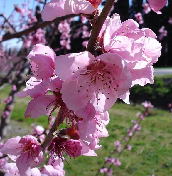 Tet festival holds in the RoK 