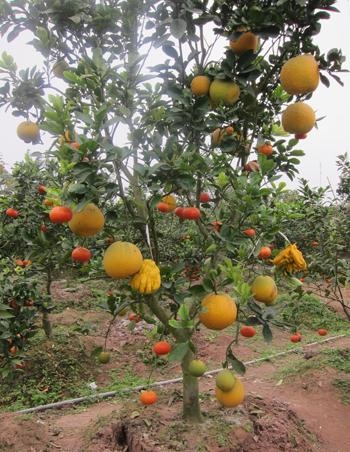 Strange trees and fruit in Vietnam