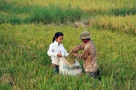 The harvest season in Hanoi