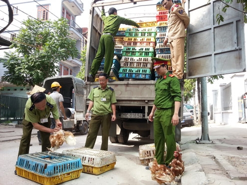 Hanoi destroys tons of smuggled chickens