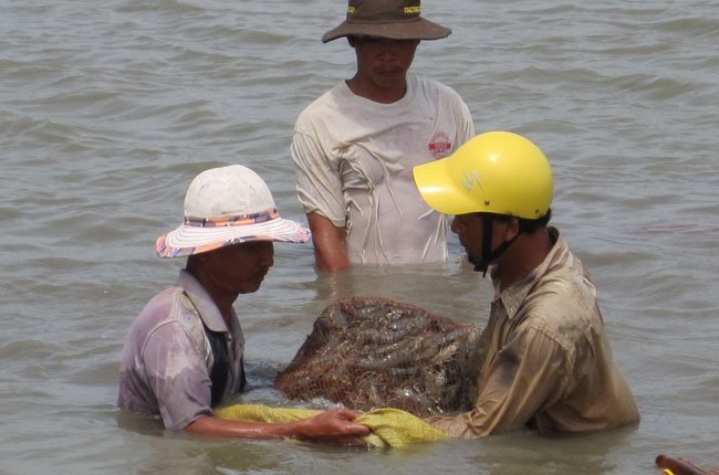 Chinese scramble for shrimps, crushing Vietnamese businessmen