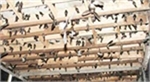 Ninh Thuan announces bird flu epidemic on swallows