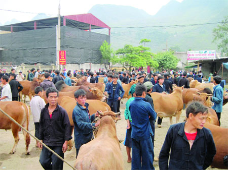 Cattle market in Meo Vac District
