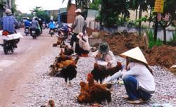 Informal poultry sales raise City bird flu concerns