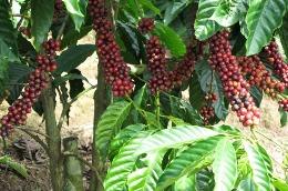 Coffee exporters buy high, sell cheap