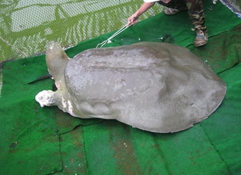 Iconic turtle to return to Hoan Kiem Lake this weekend