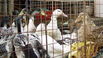 Dead duck tests H5N1 positive in Hong Kong