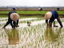 Vietnam’s agriculture benefits from WTO membership: MARD