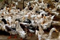 Bird flu discovered in flood hit central provinces