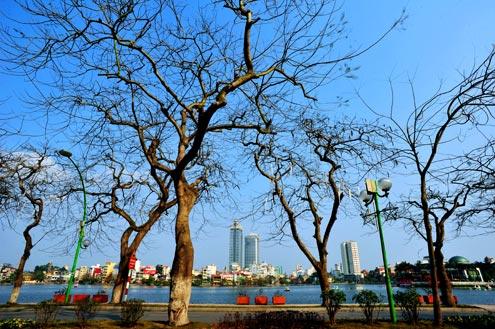 Hanoi trees losing leaves in spring