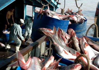 High interest rates force fish prices down