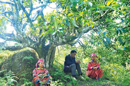 Northern Vietnam booms with ancient tea trees 