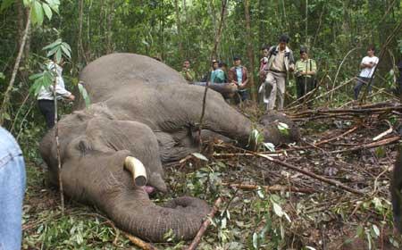 Elephant killing highlights long-time persecution 