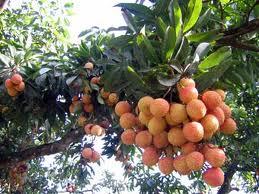 Vietnamese litchis served as appetizing fruit for Chinese