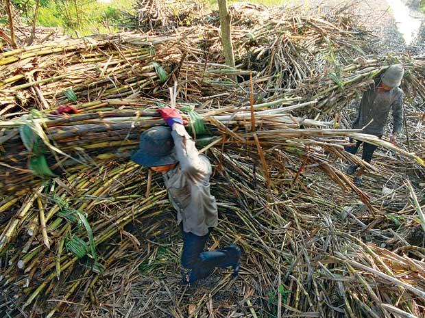 Sugar plants find it hard to sell electricity to EVN