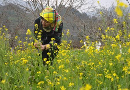 Mountainous regions turned yellow with colza flower