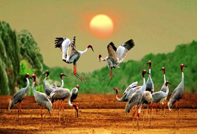 A green island of red-headed cranes