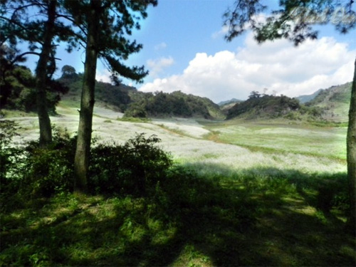 Pristine white flowers in Moc Chau Plateau