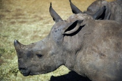 SA suspends issuing rhino-hunting license to VN