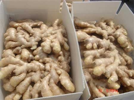 Ginger imports under scrutiny following Chinese toxin fears