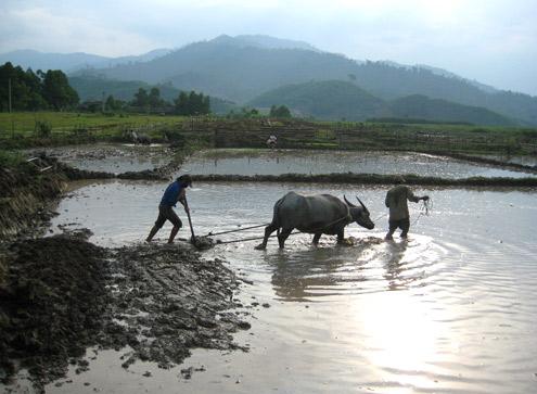 Farmers hurry to work in the fields after Tet holiday