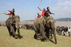 Dac Lac hosts first elephant race