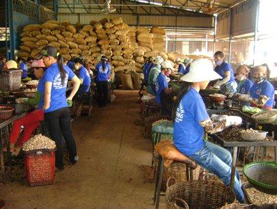 Material shortage causes headache to cashew nut exporters