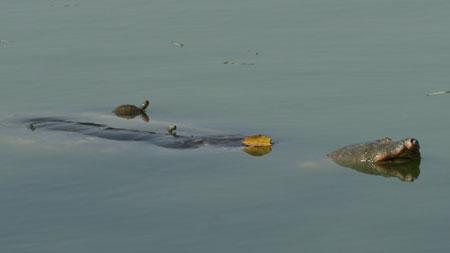 Heightened alert sounded over invasive species 