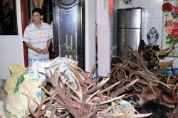 Animal traffickers caught