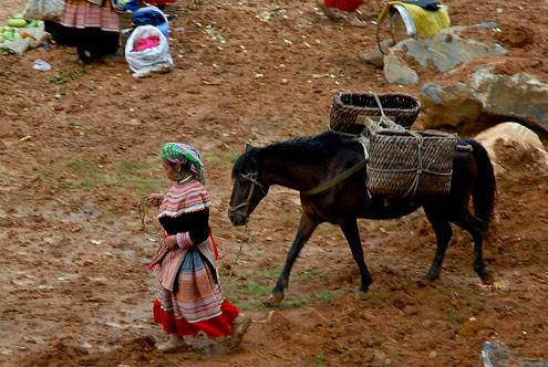 Bac Ha horse market