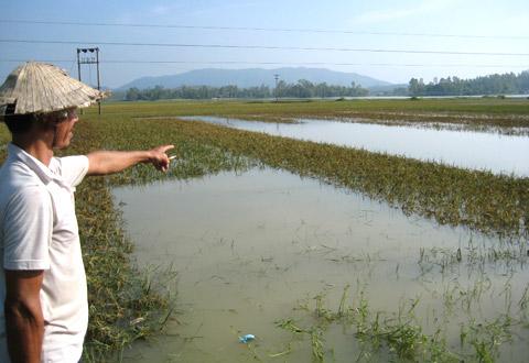 Harvesting rice in a flood