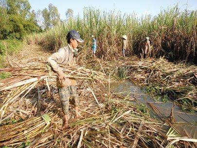 Sugar import quotas keep sugar refineries on the tenterhooks