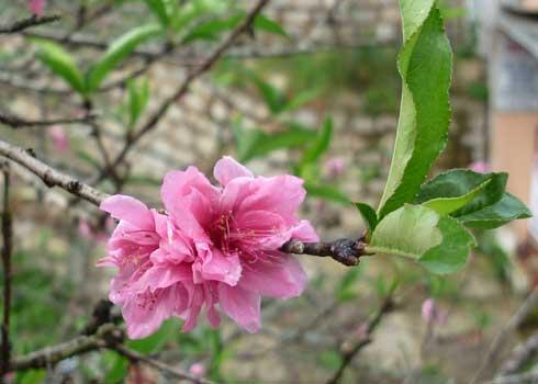 Da Lat: Peaches blossom in rainy season