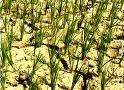 Vietnam to face serious drought