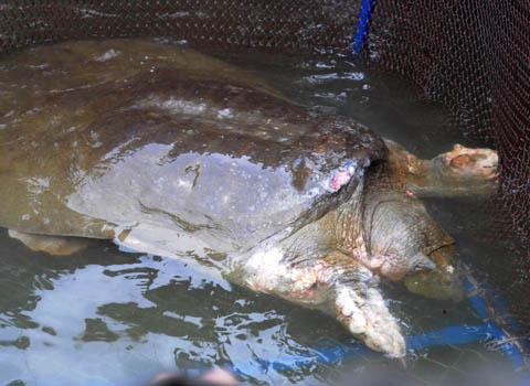 Hanoi searches for the second ancient turtle