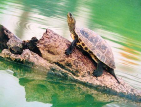 Legendary turtle over-run by red-eared turtle