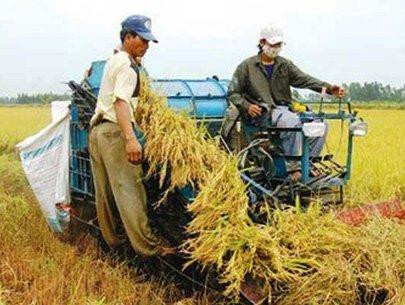 Philippines’ rice imports in 2011 remain a question