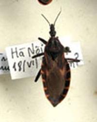 Scientists say no health risk from blood-sucking bedbugs