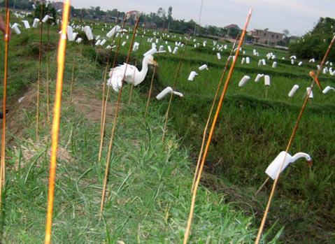 Central farmers extirpate storks