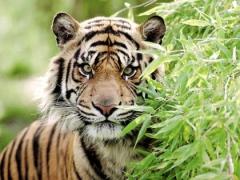NGO pans province&rsquo;s auction of tiger-bone glue