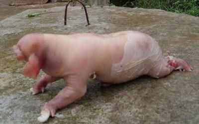 Odd animals in Vietnam