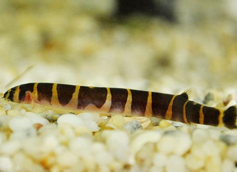 12 fresh-water fish species discovered in Vietnam