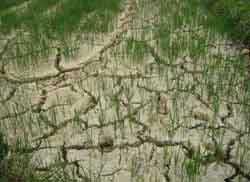 Drought, salinity take effect