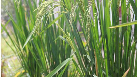 No more research of “ancient rice” at Thanh Den