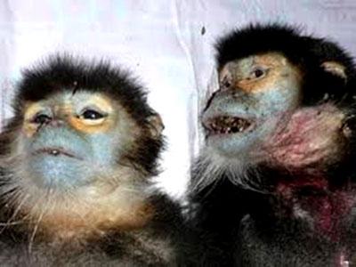 Three men arrested for killing seven rare monkeys