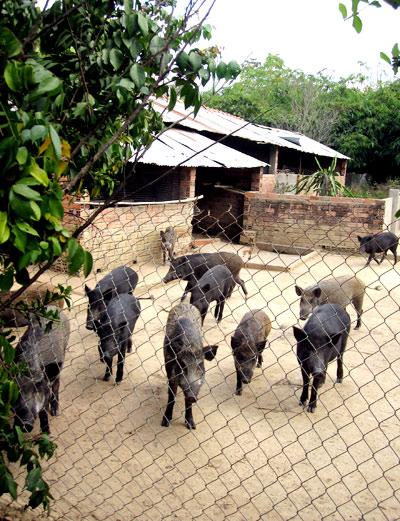 Foreign students help Vietnamese farmers